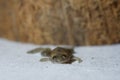 Closeup of dead african clawed frog Royalty Free Stock Photo