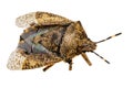 Closeup of a dead brown bug cockroach isolated Royalty Free Stock Photo