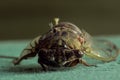 Closeup of dead cicada face Royalty Free Stock Photo