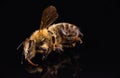 Closeup of dead honey bee on black background Royalty Free Stock Photo