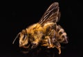 Closeup of dead honey bee on black background Royalty Free Stock Photo