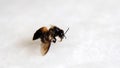 Closeup of a dead honey bee, view from the side. Royalty Free Stock Photo