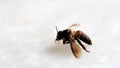 Closeup of a dead honey bee, view from the side. On a white marble surface. Royalty Free Stock Photo
