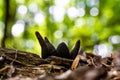 Closeup of a dead man's fingers mushroom in the forest on a blurry green background