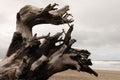 Closeup of a dead tree on Pacific City Beach, Cloverdale, Oregon, USA Royalty Free Stock Photo