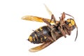 Closeup of a dead wasp horneet yellow and black over a white background