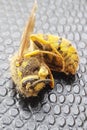 Closeup of a dead wasp over a black background