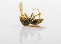 Closeup of a dead wasp over a white background