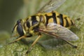 Closeup on a Deadhead hoverfly, Myathropa florea , sitting on a green leaf in the field Royalty Free Stock Photo
