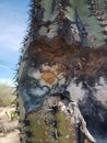 Closeup of a decaying saguaro cactus