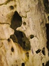 Closeup of decaying wood