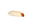 White Hylobius beetle larvae wood decomposer Royalty Free Stock Photo