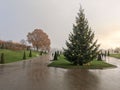 Closeup of a decorated evergreen tree in the park for Christmas holiday, London Royalty Free Stock Photo