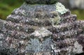 Closeup decorated stone cover by lichen moss and background the tree in the Japanese garden.