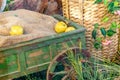 Closeup of decorative installation behind the glass - wooden cart with green apples and sackcloth standing in grass