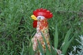 Closeup of a decorative rooster at a grassy garden