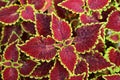 Deep Burgundy Red with Yellow Green Edges Leaves of Trusty Rusty Coleus