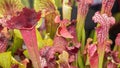 Closeup of a deep cavity pitfall traps of Sarracenia leucophylla. Bizarre almost alien-looking insect and flycatcher plant