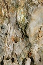 Closeup of a deeply fissured stone