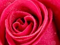 Closeup deeply pink rose flower with dew drops.