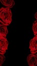 CloseUp DeepRed Rose Petals Arranged Vertically Against BlackBackground Royalty Free Stock Photo
