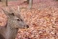 Closeup deer with antler laying down on the falling leaves floor at the park in Nara, Japan.