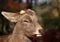 Closeup Deer with cut off antler on the sunlight at the park in Nara, Japan.