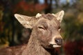 Closeup Deer with cut off antler on the sunlight at the park in Nara, Japan.