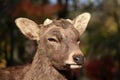 Closeup Deer with cut off antler on the sunlight at the park in Nara, Japan.