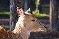 Closeup deer forest side view forest Royalty Free Stock Photo