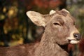 Closeup deer laying down on the floor and background autumn tree at the park in Nara, Japan. Royalty Free Stock Photo