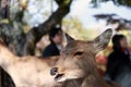 Closeup deer standing background blur autumn garden at the park in Nara, Japan.