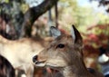 Closeup deer standing background blur autumn garden at the park in Nara, Japan.