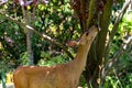 Deer Reaches Up to Eat the Tree Leaves in the Wilderness