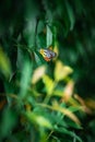 Closeup of Delias hyparete perching on plant leaf