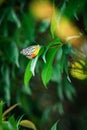 Closeup of Delias hyparete perching on plant leaf