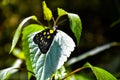 Closeup of delias pasithoe butterfly, the redbase jezebel butterfly from the family pieridae sitting on the green leaves