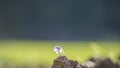 Closeup of delicate blue flower growing from behind a rock