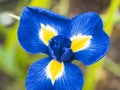 Closeup of a delicate blue and yellow Dutch iris flower - perfect for wallpapers Royalty Free Stock Photo