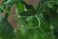 Snow peas delicate branches with green background