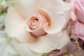 Closeup delicate bud of fresh pink rose with unfolded petals. Event decoration with fresh flowers