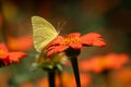 Closeup of a delicate butterfly delicately perched on a vibrant orange flower.