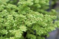 Closeup of the delicate flowers on an Artillary plant Royalty Free Stock Photo