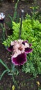 Closeup of a delicate German bearded iris in a garden