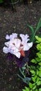 Closeup of a delicate German bearded iris in a garden
