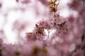 Closeup of delicate light pink cherry blossom flowers in spring time