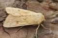 Closeup on the Delicate owlet moth, Mythimna vitellina sitting on wood