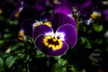 Closeup of delicate Pansy flowerhead, Viola wittrockiana in a flower garden Royalty Free Stock Photo