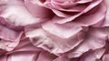 A closeup of the delicate petals of a pink rose suggesting the use of floral remedies in traditional medicine for Royalty Free Stock Photo