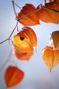 Closeup of delicate physalis flowers cracked and withered Royalty Free Stock Photo